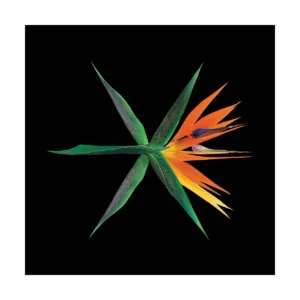 EXO - 4th アルバム The War (Chinese バージョン)